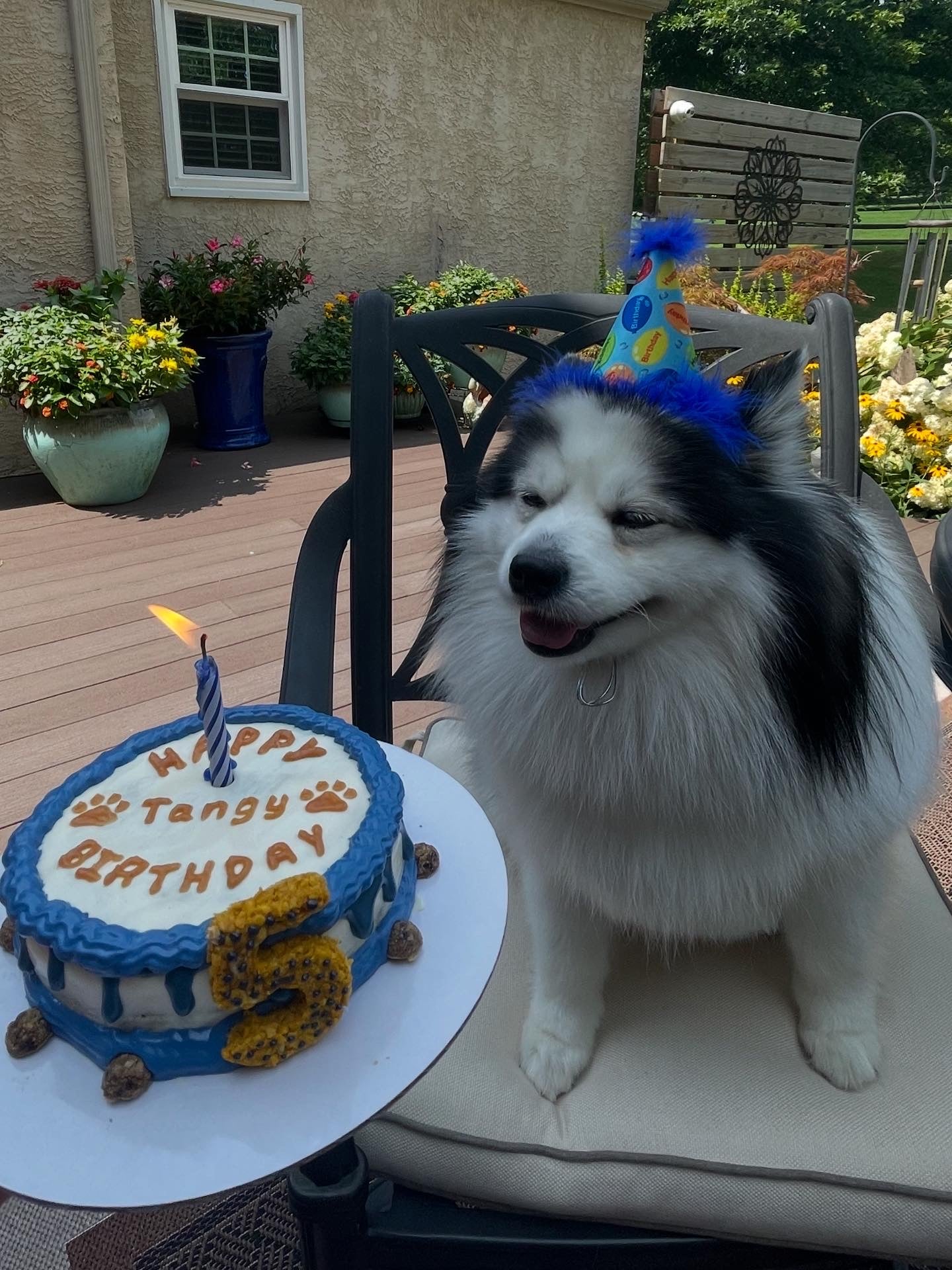Custom PupCake- regular