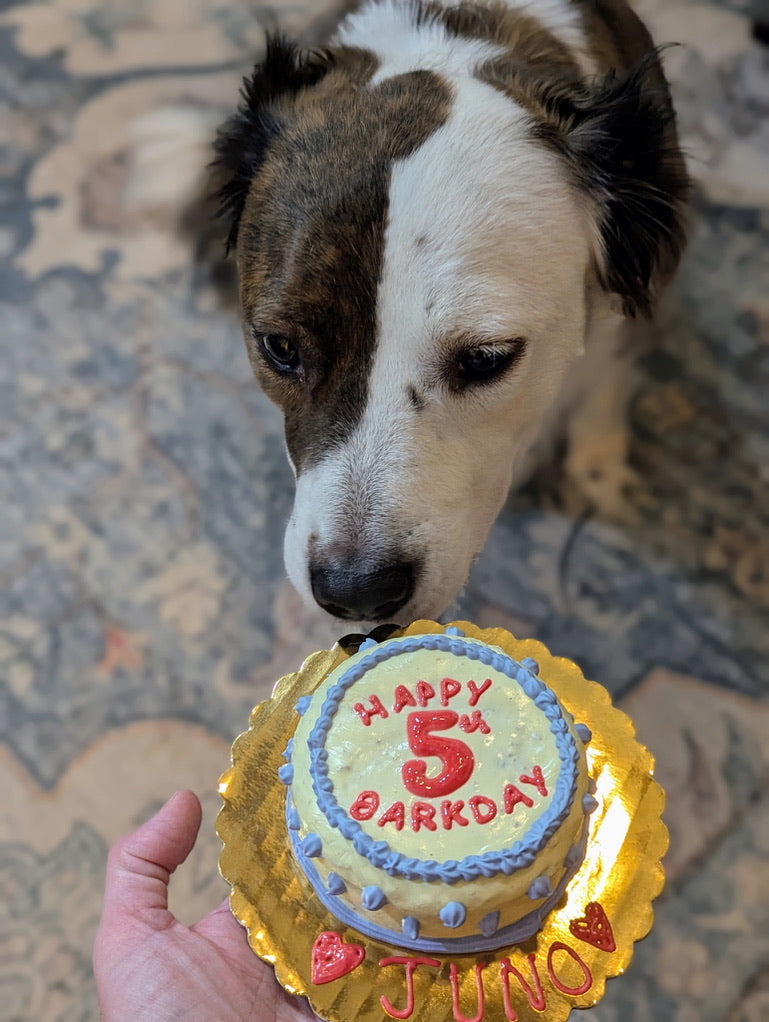 Custom PupCake- regular