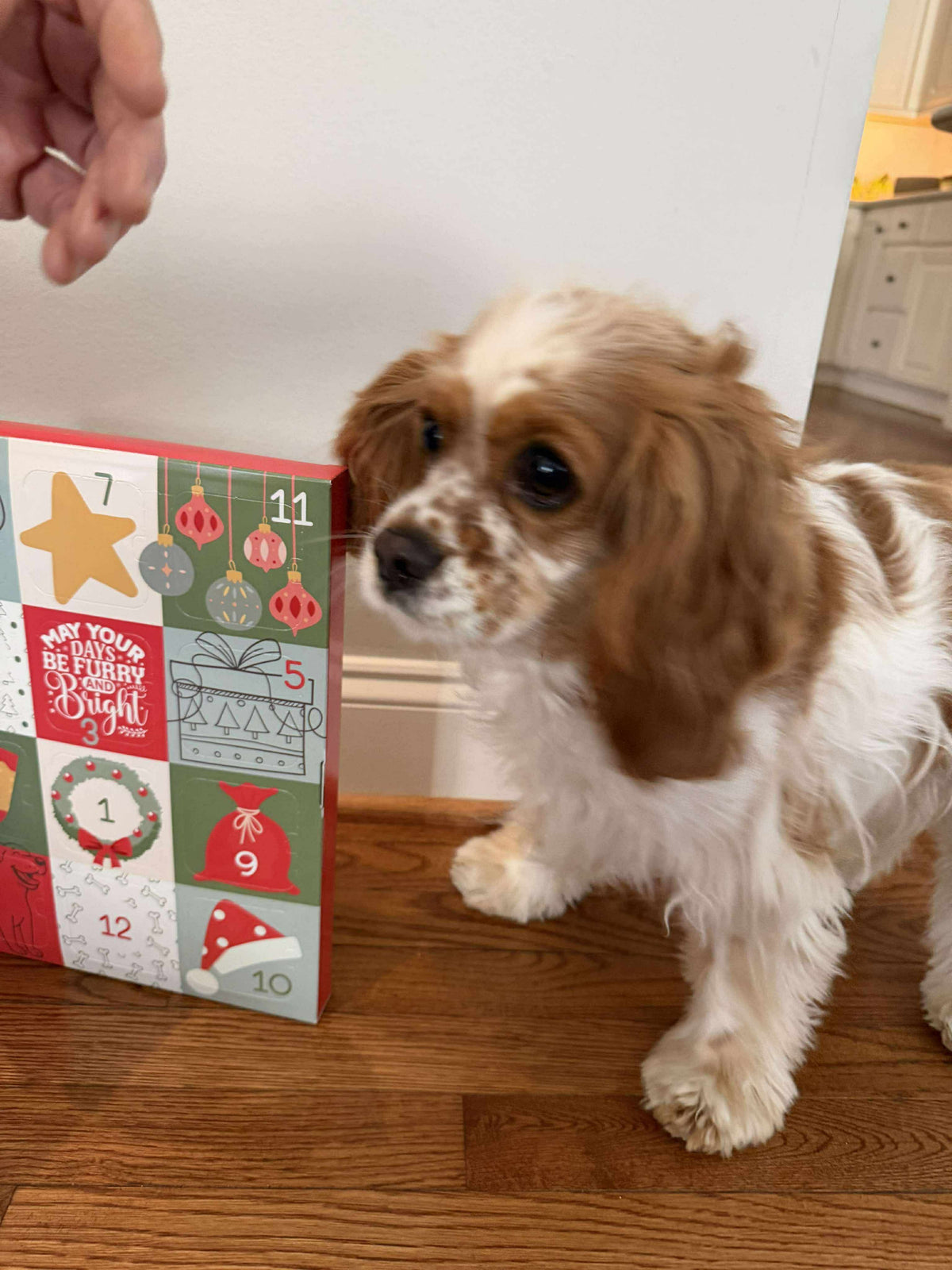 2026 Happy Pawlidays- 12 Days of Treats Advent Calendars